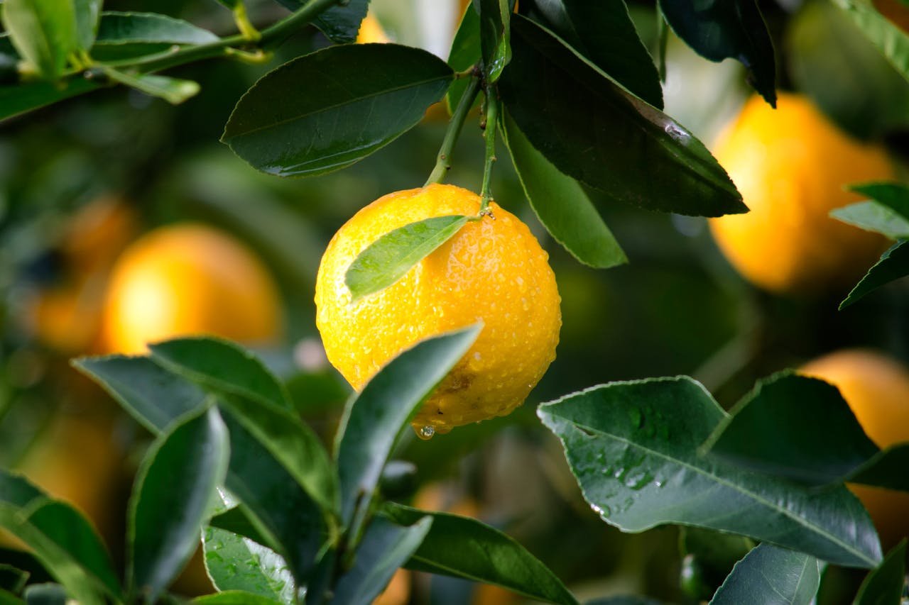 services-img Close-up of a ripe lemon with dewdrops surrounded by green leaves, symbolizing freshness and vitality.