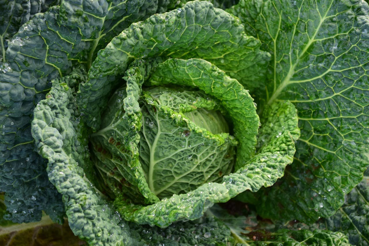about-img Detailed image of vibrant green cabbage with dew drops highlighting freshness and growth.