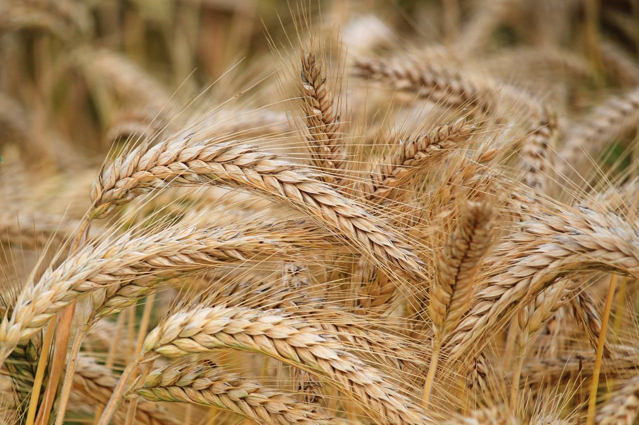 contact-img Close-up of golden wheat in a summer field. Perfect for agricultural themes.