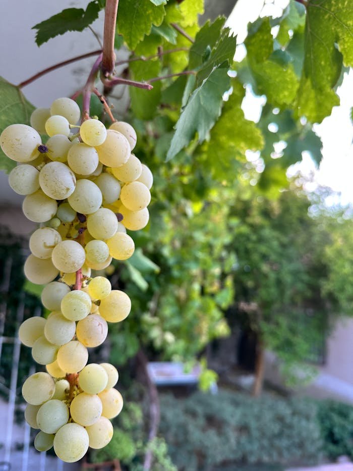 about-02 pexels-photo-35389419.jpeg