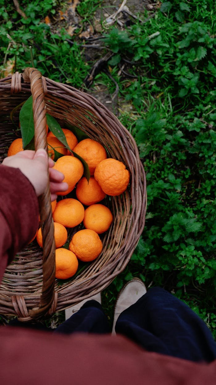 services-03 Hand picking ripe oranges in a wicker basket outdoors, showcasing the vibrant harvest.